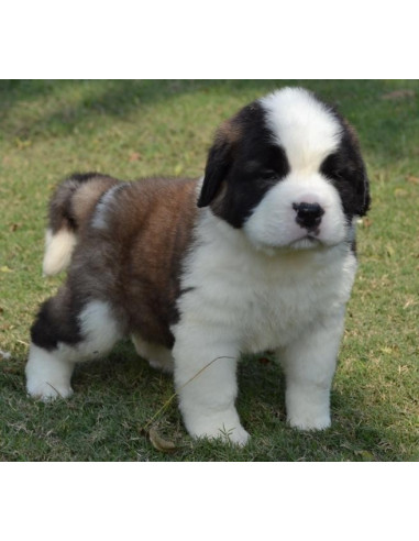 Image of SAINT BERNARD posted on 2022-03-13 14:06:50 from india